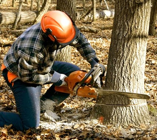 Tree Removal in Big Bay, MI